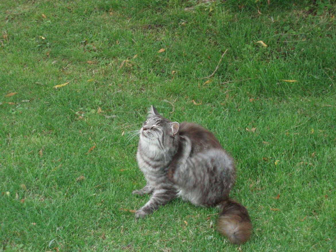 Maine Coon Mester billede 3