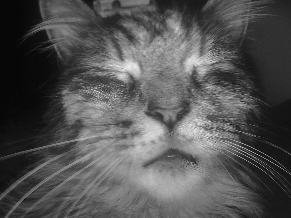 Maine Coon Mester billede 4