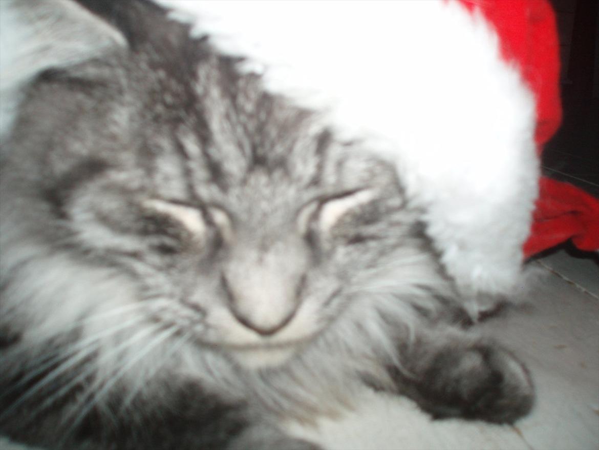 Maine Coon Mester billede 5