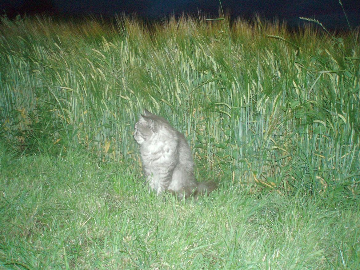 Maine Coon Mester billede 6