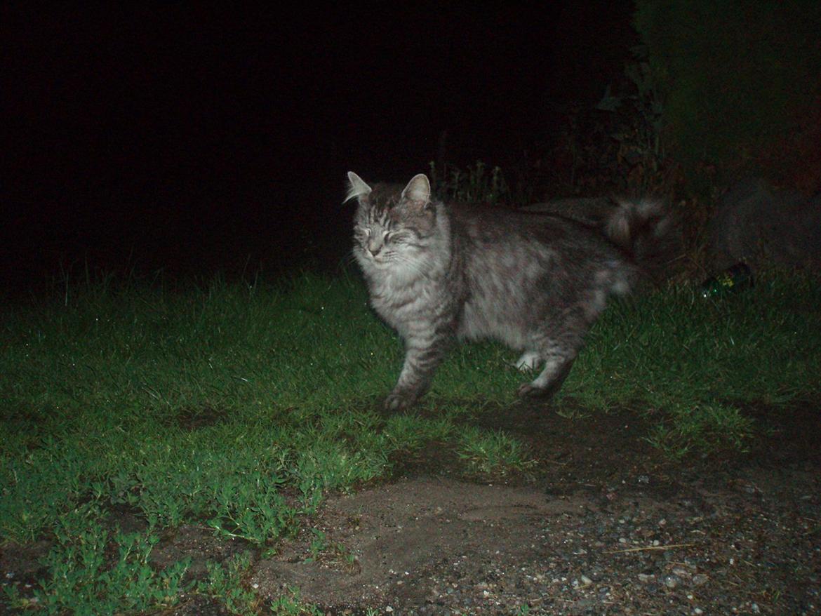 Maine Coon Mester billede 7