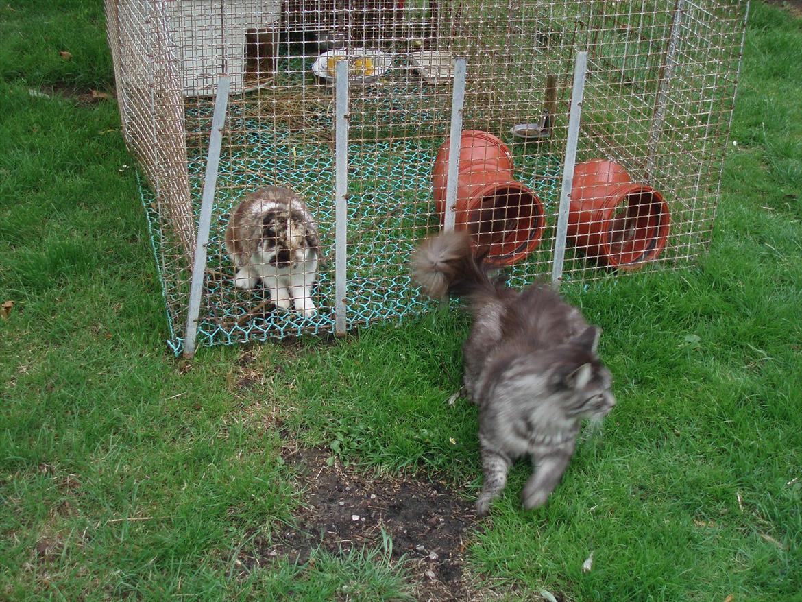 Maine Coon Mester billede 8