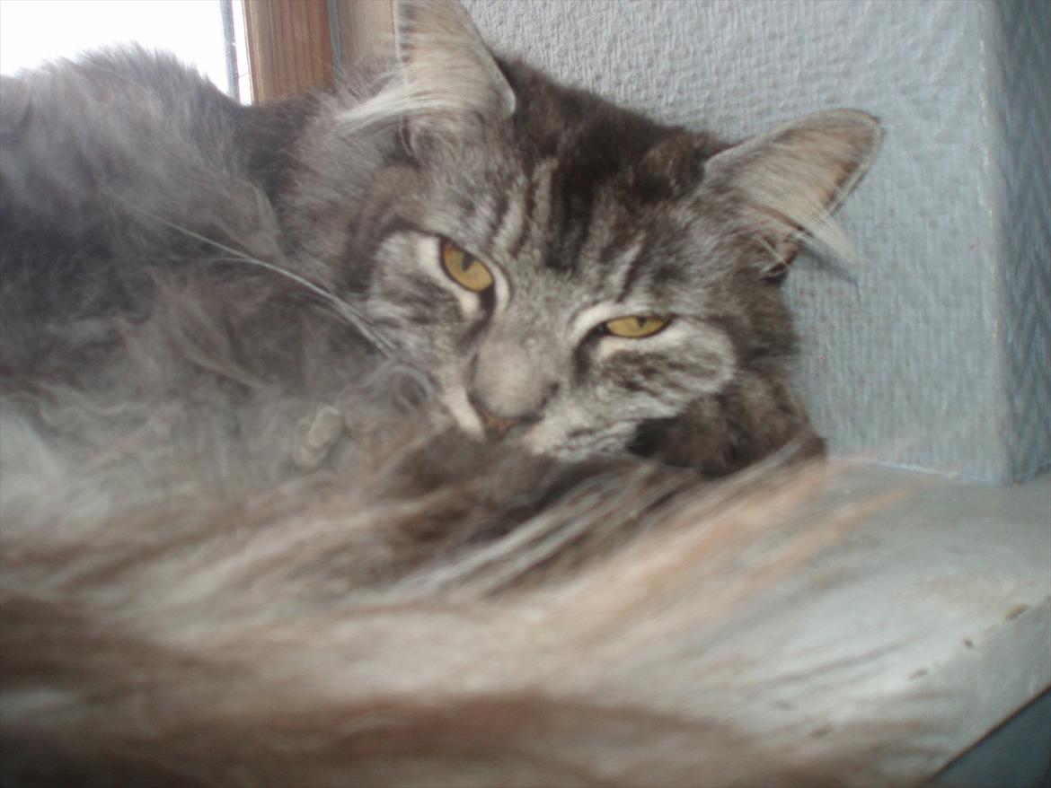 Maine Coon Mester billede 9