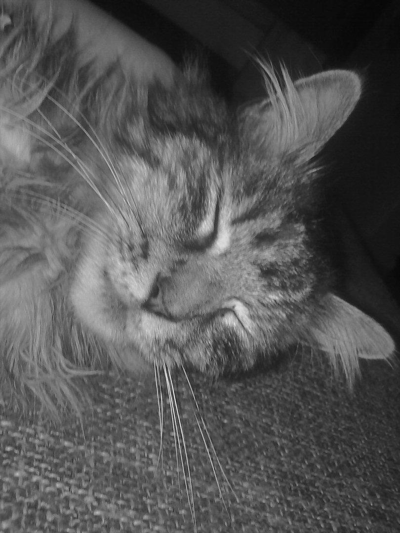 Maine Coon Mester billede 10