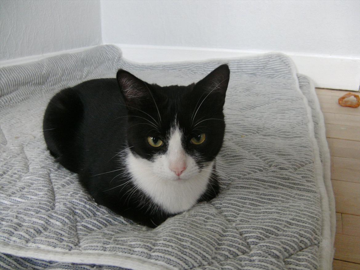 Huskat LOKE billede 1