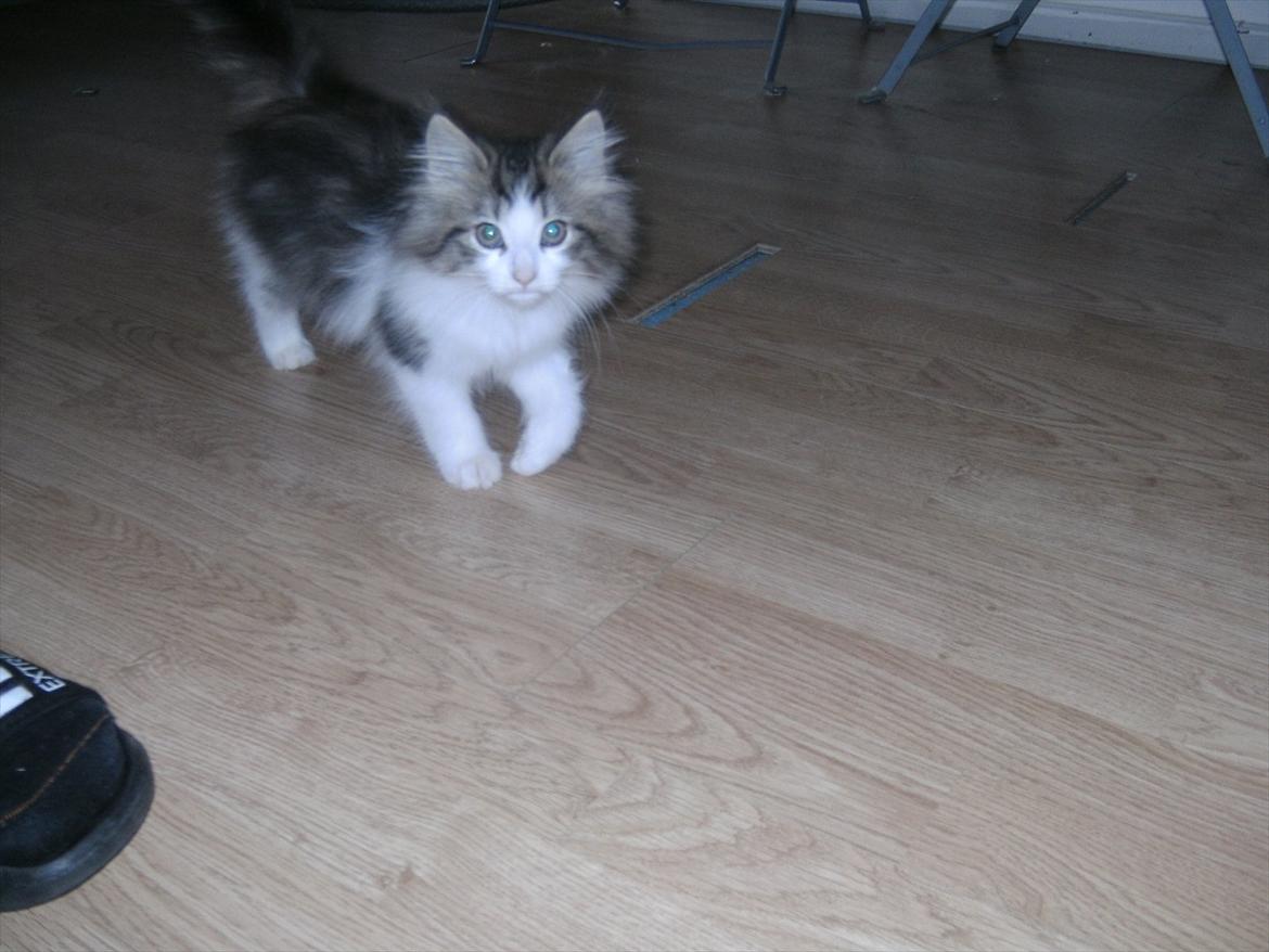 Norsk Skovkat LEDA billede 4