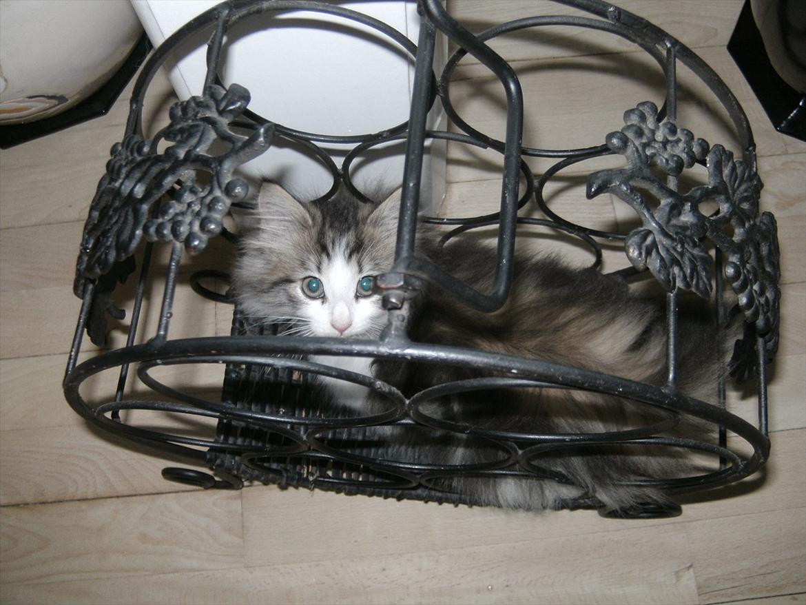 Norsk Skovkat LEDA billede 5