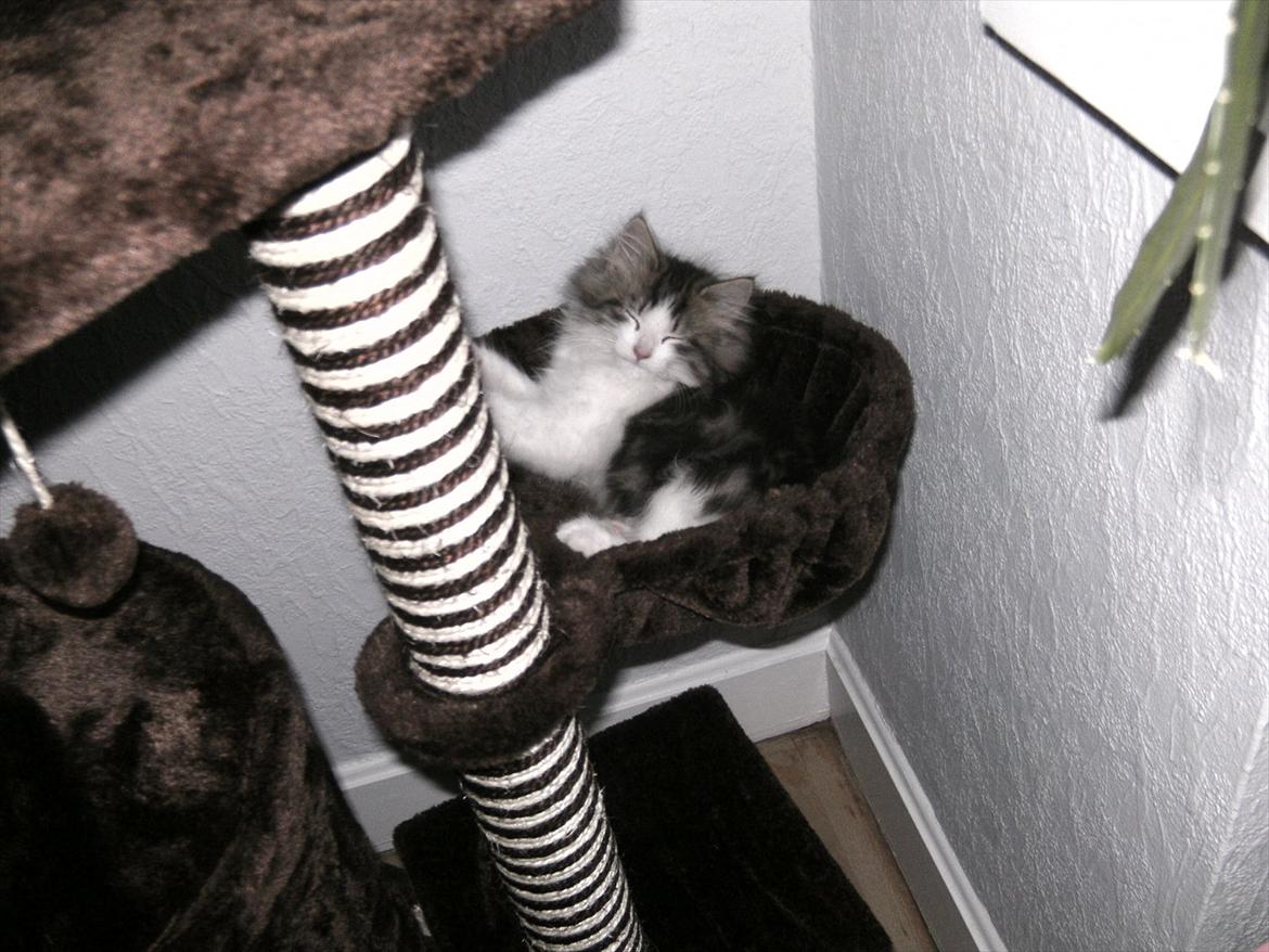 Norsk Skovkat LEDA billede 9