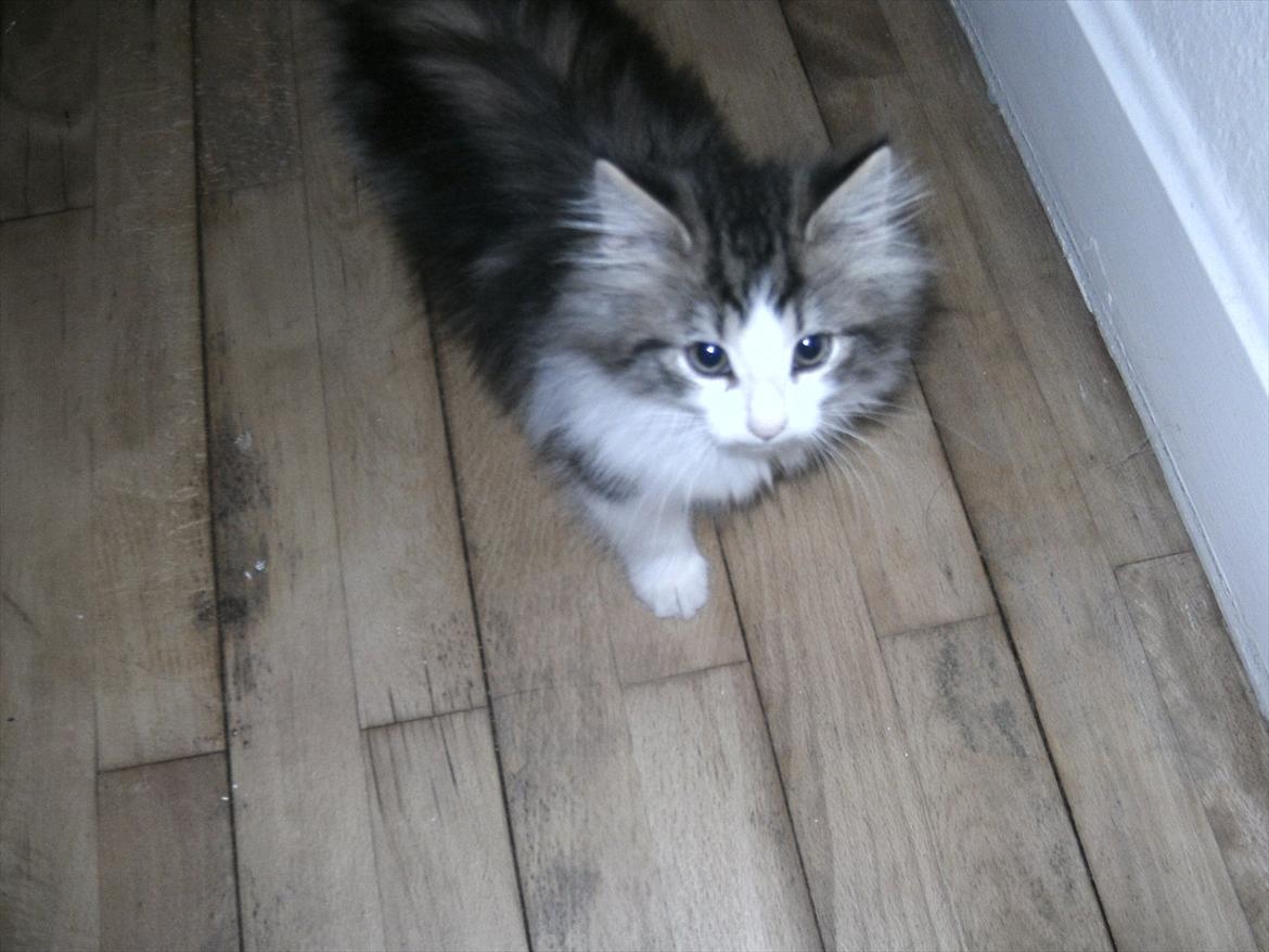 Norsk Skovkat LEDA billede 11