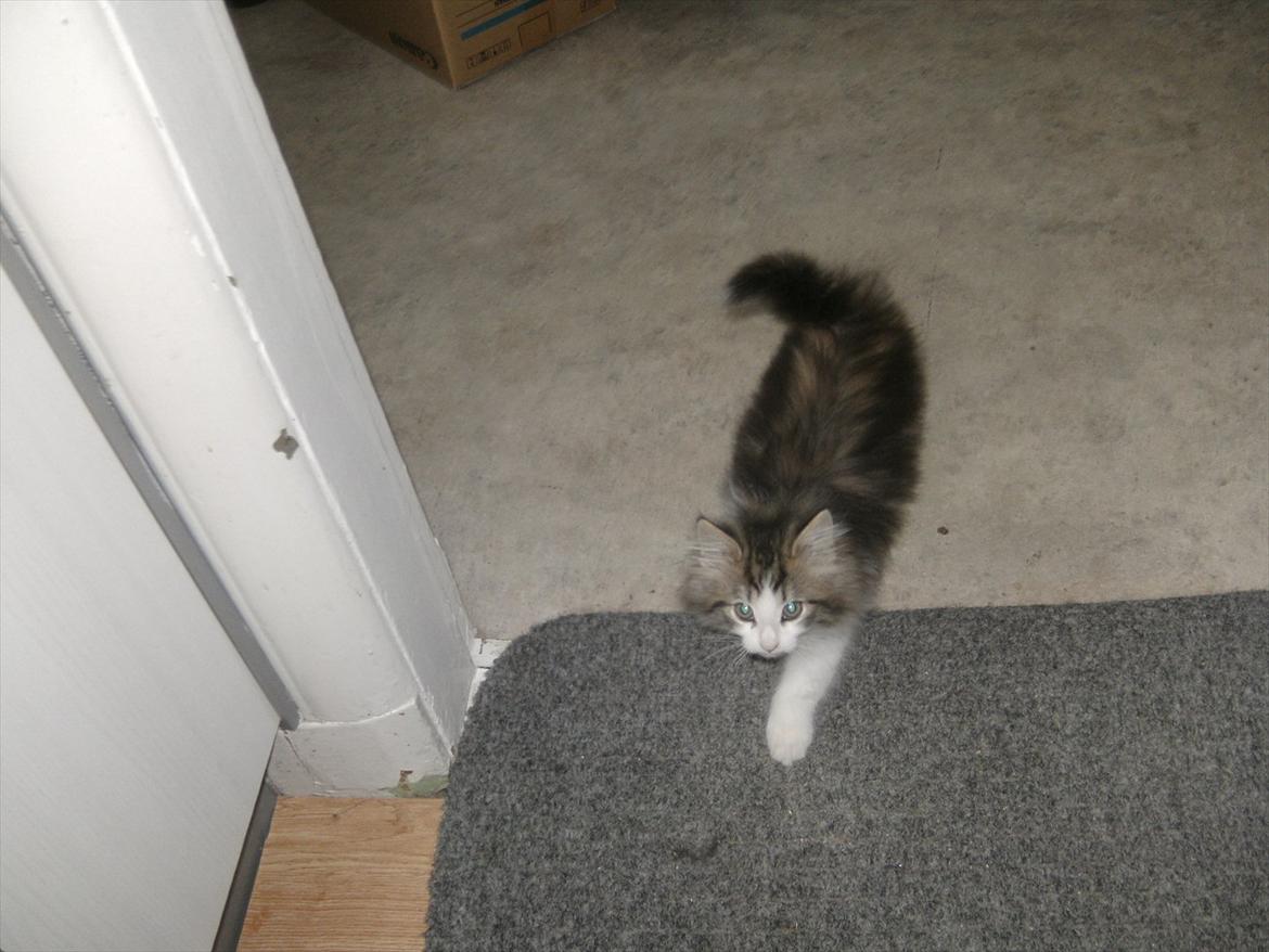 Norsk Skovkat LEDA billede 14