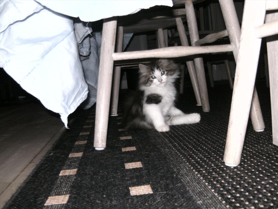 Norsk Skovkat LEDA billede 15