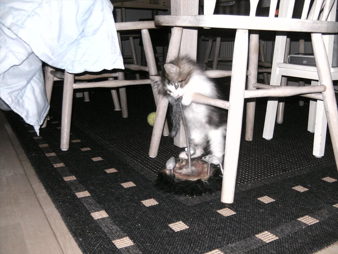 Norsk Skovkat LEDA billede 17