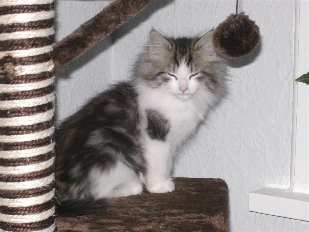 Norsk Skovkat LEDA billede 3