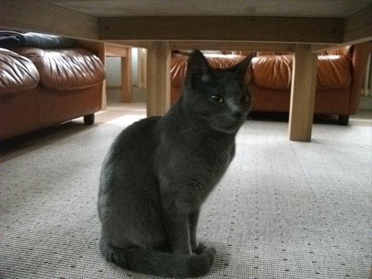 Korat Mis *Løbet væk/måske død* billede 2
