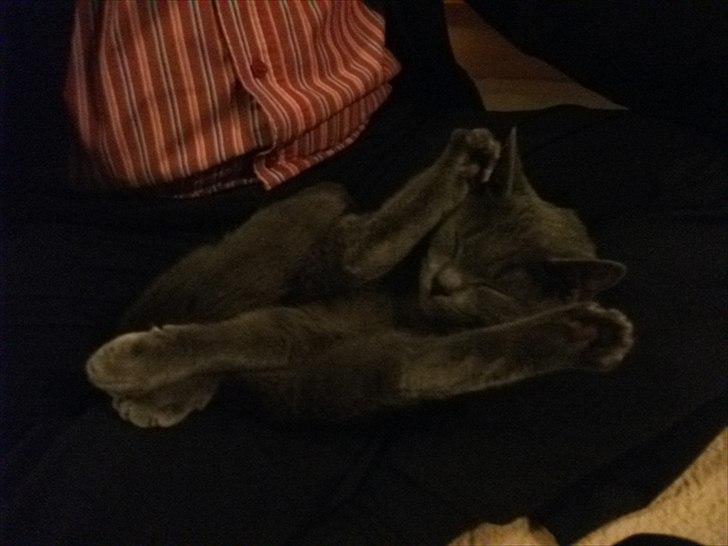 Korat Mis *Løbet væk/måske død* billede 3