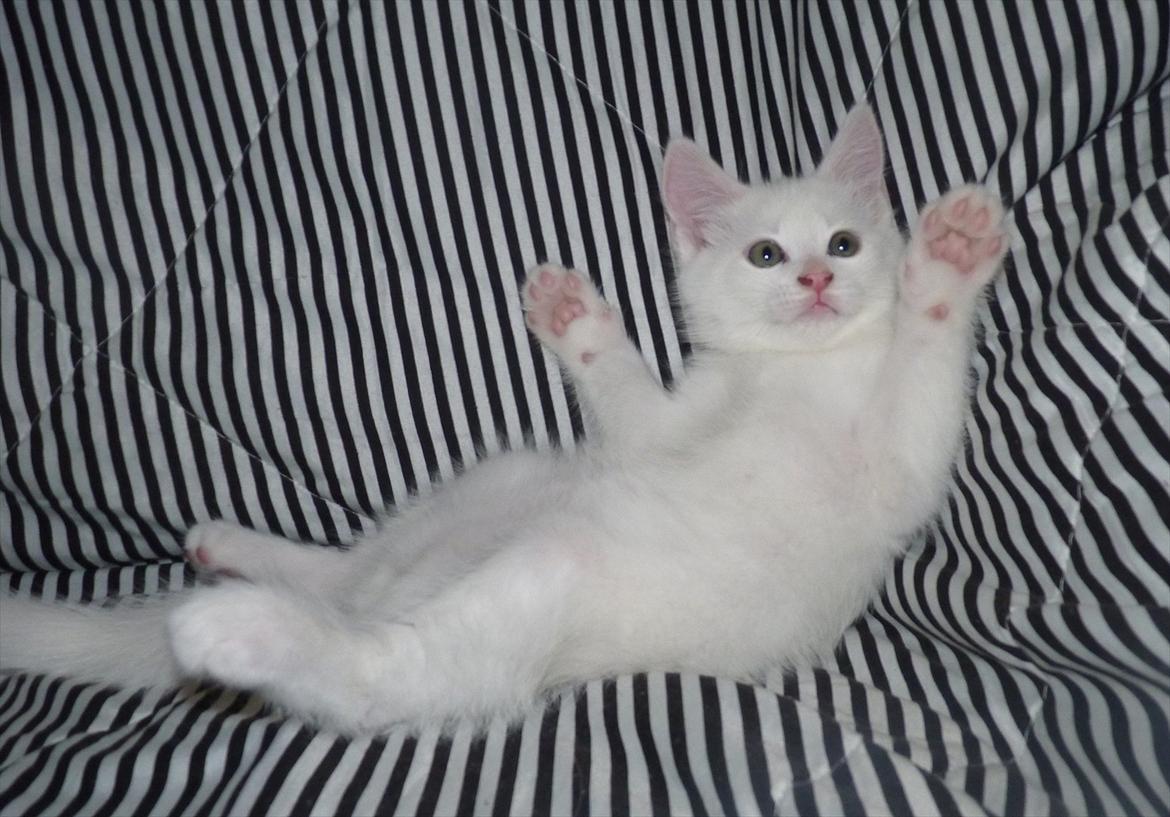 Blanding af racer Max - klar billede 9