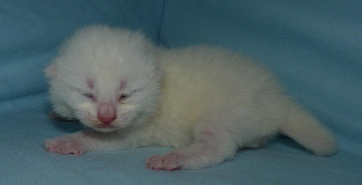 Blanding af racer Max billede 14