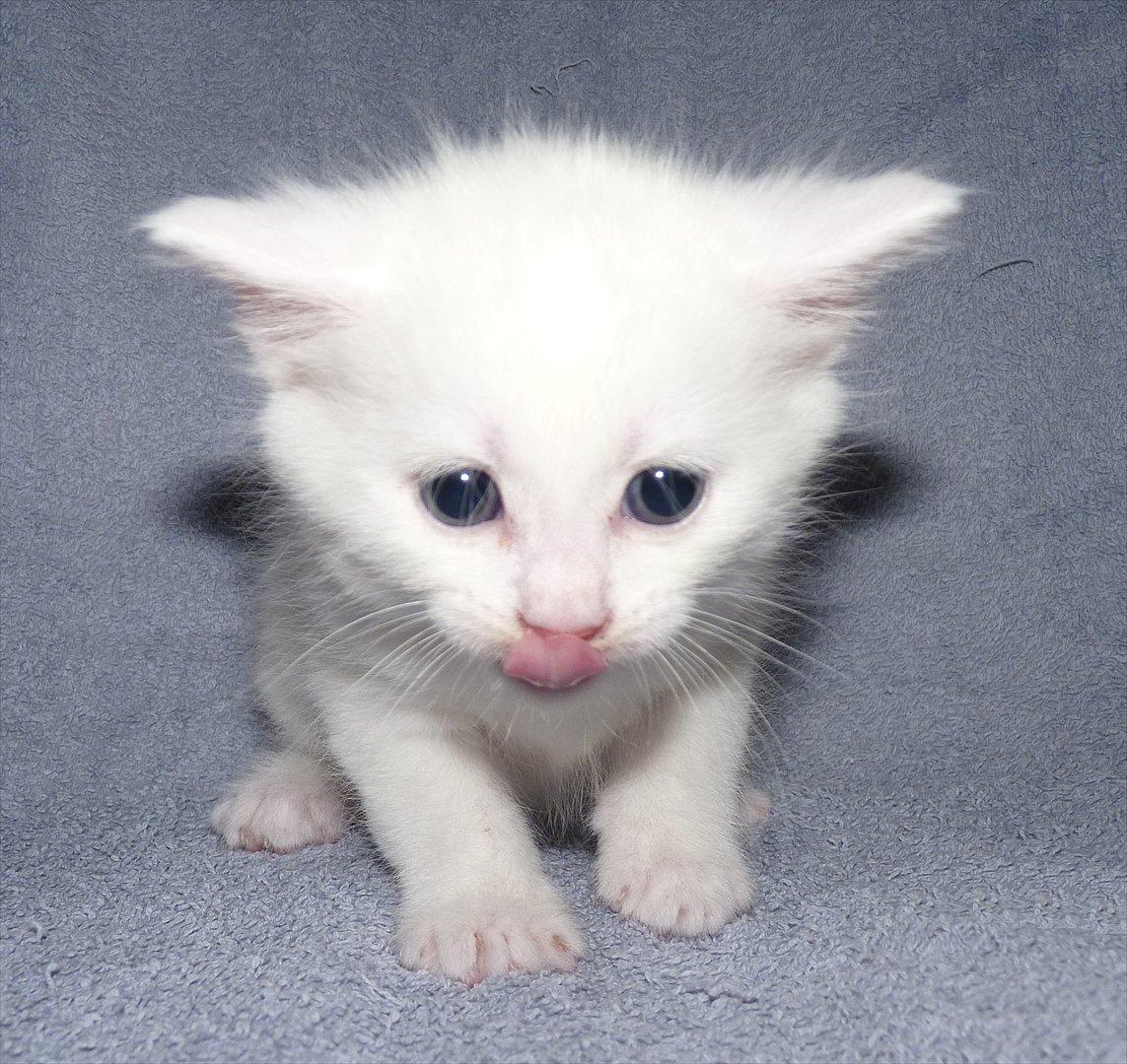 Blanding af racer Max billede 12