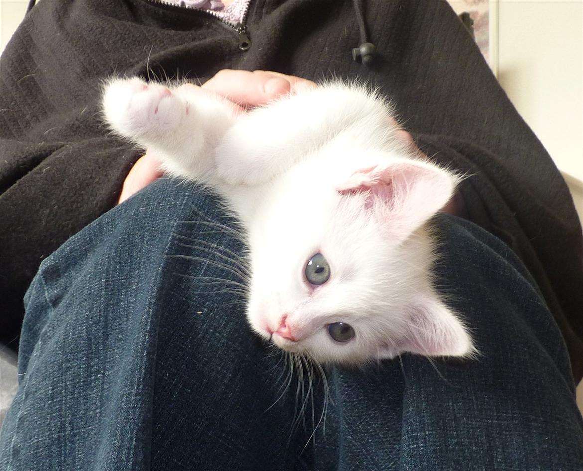 Blanding af racer Max billede 10