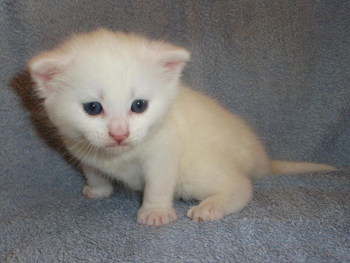 Blanding af racer Max billede 13