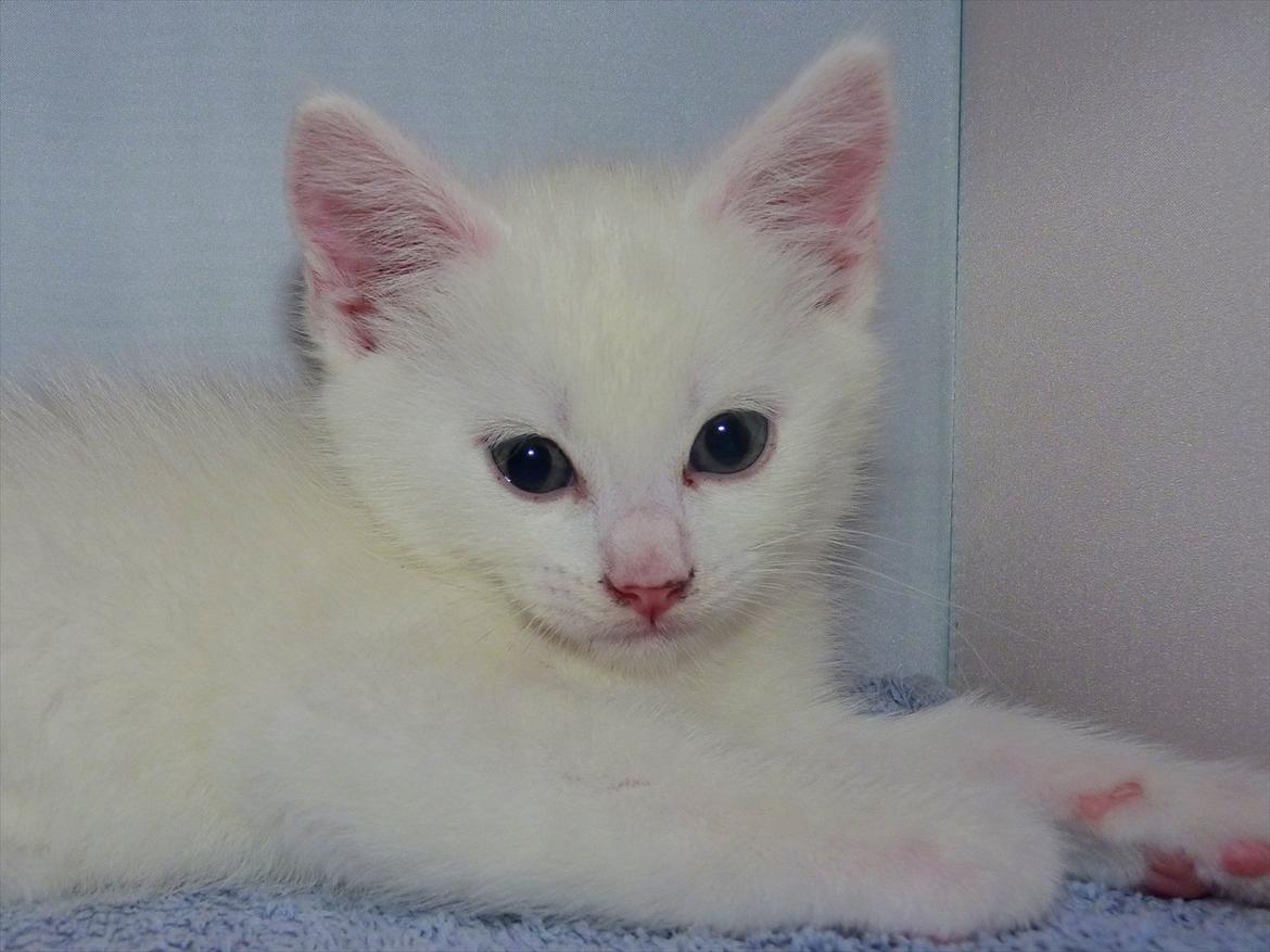 Blanding af racer Max billede 11