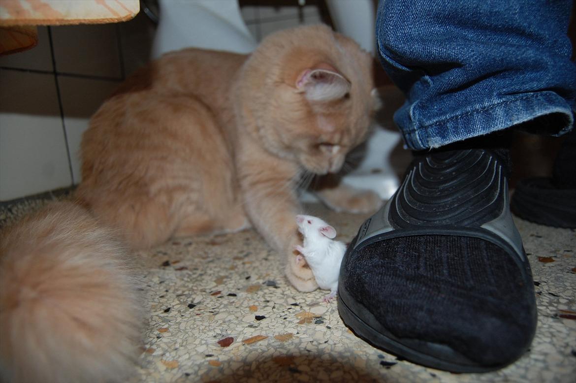 Maine Coon Lykken Pegasus aka. Preben:-* #FARS KAT# billede 10