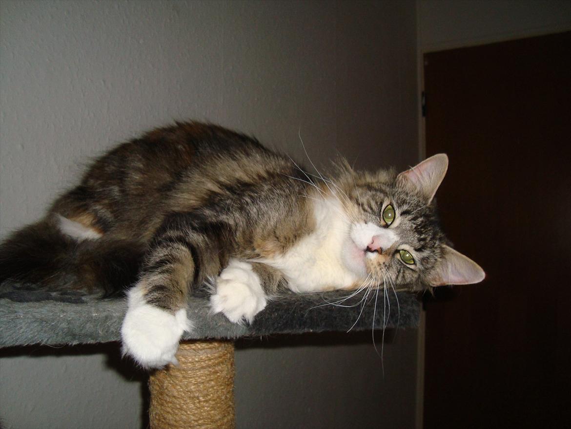 Norsk Skovkat DK Beukel´s Donna - November 2011 billede 13