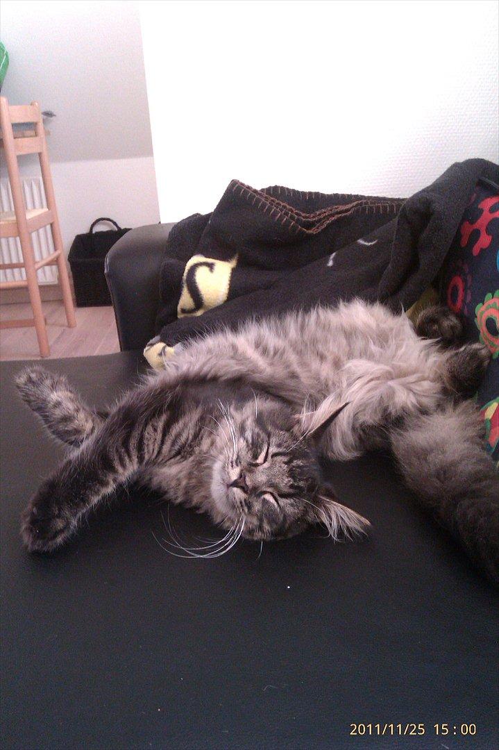 Blanding af racer Cuba - "Var der nogen, der nævnte, at jeg ligger mærkeligt!?" billede 1