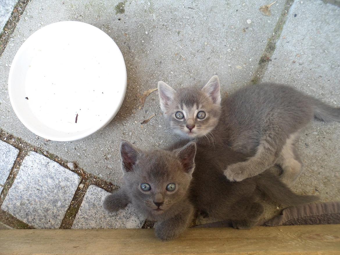 Huskat Sigurd billede 10