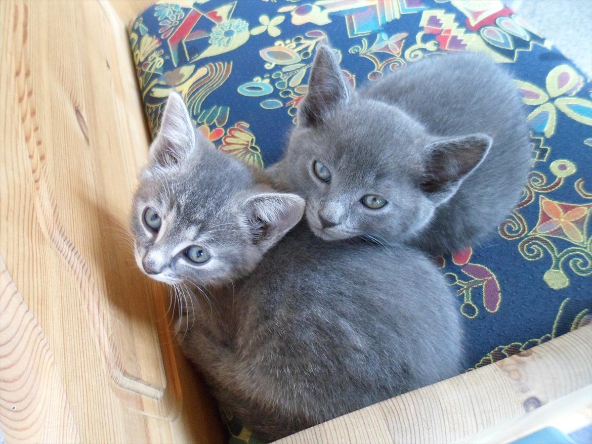 Huskat Sigurd billede 11