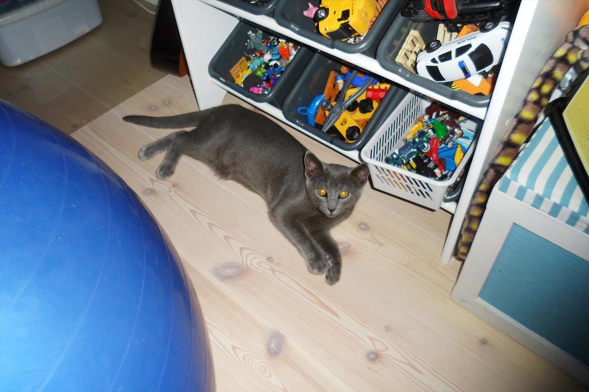 Huskat Sigurd billede 12