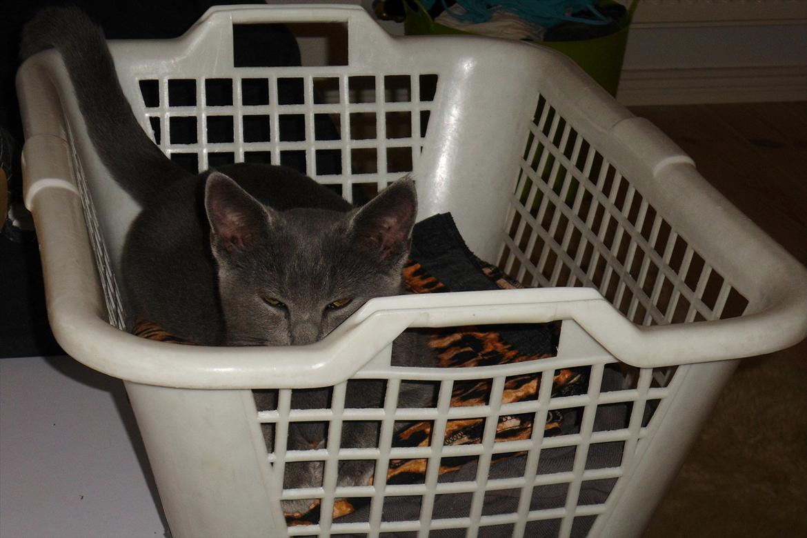 Huskat Sigurd billede 1