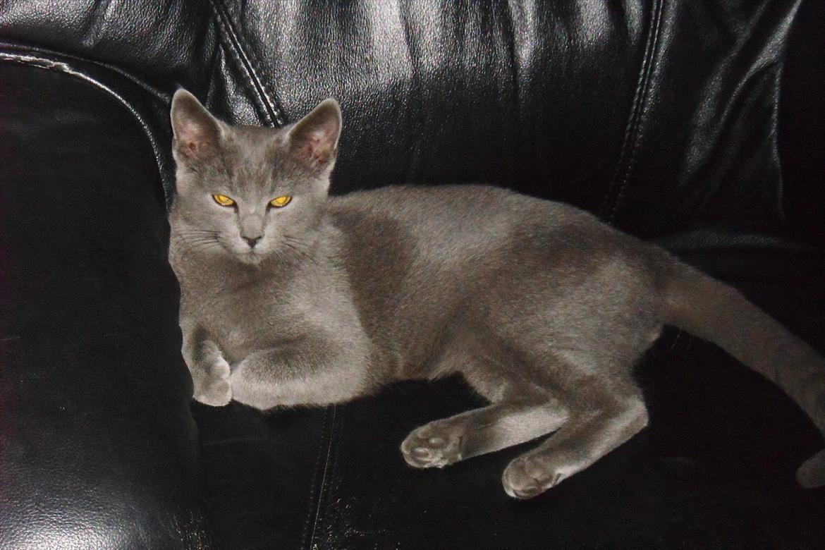 Huskat Sigurd billede 13