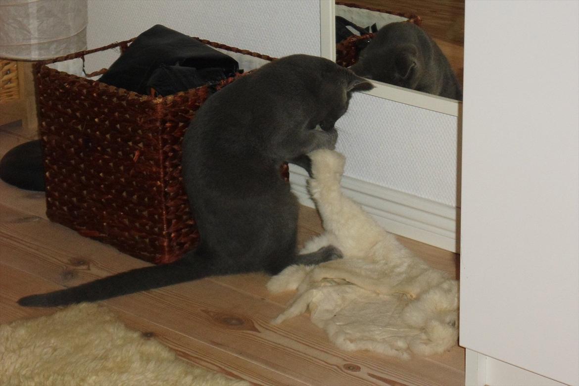 Huskat Sigurd billede 14