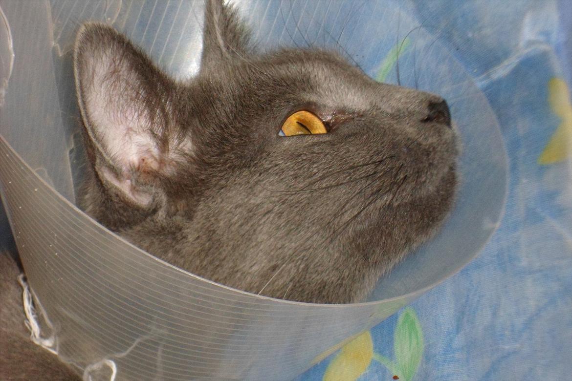 Huskat Mille billede 1