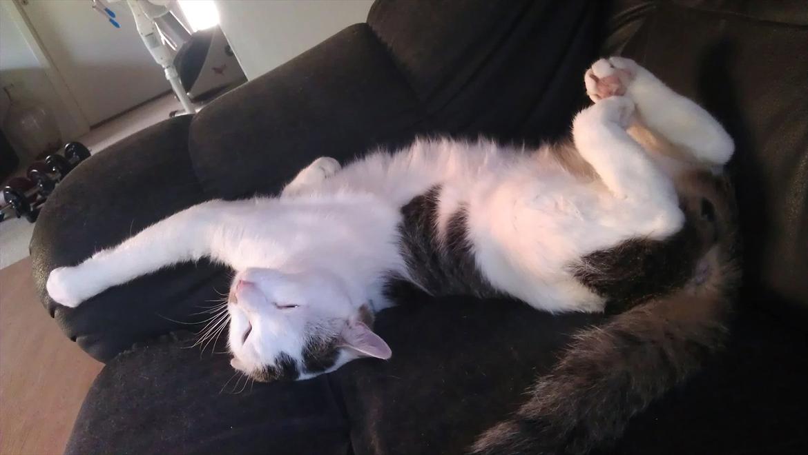 Huskat Basseman - Nyt billede 
November 2011 billede 7