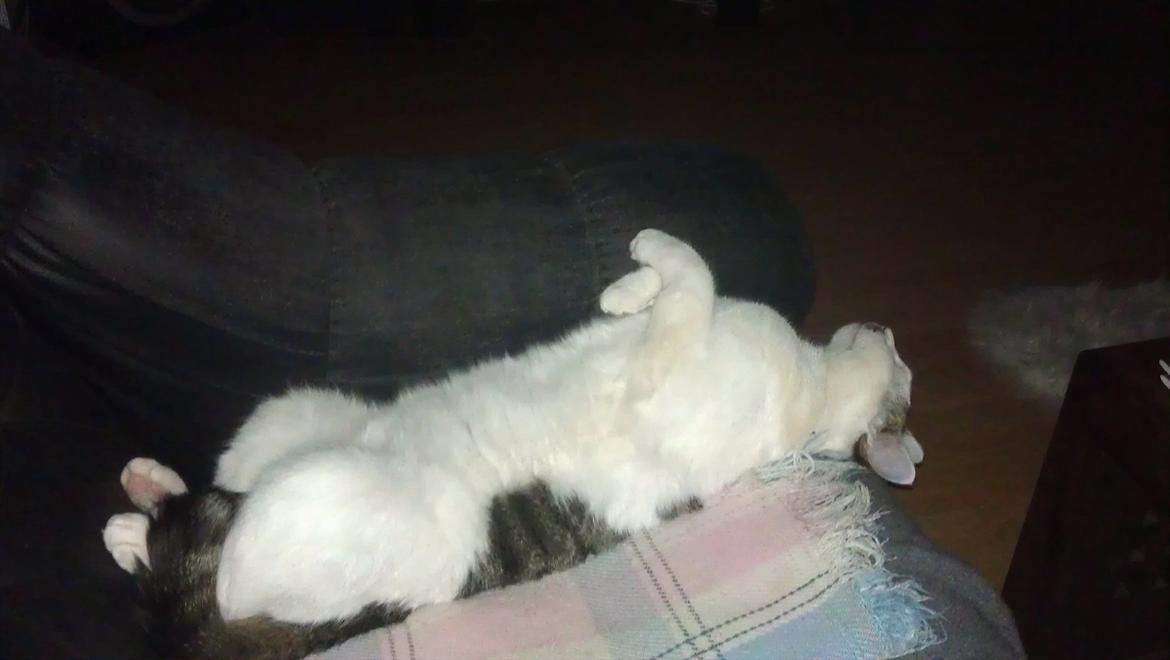 Huskat Basseman - Hans ynglings måde og sove på billede 8