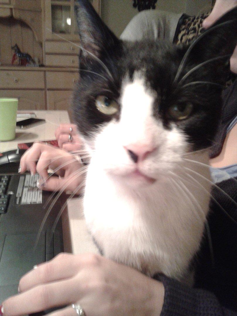 Huskat Batman billede 1