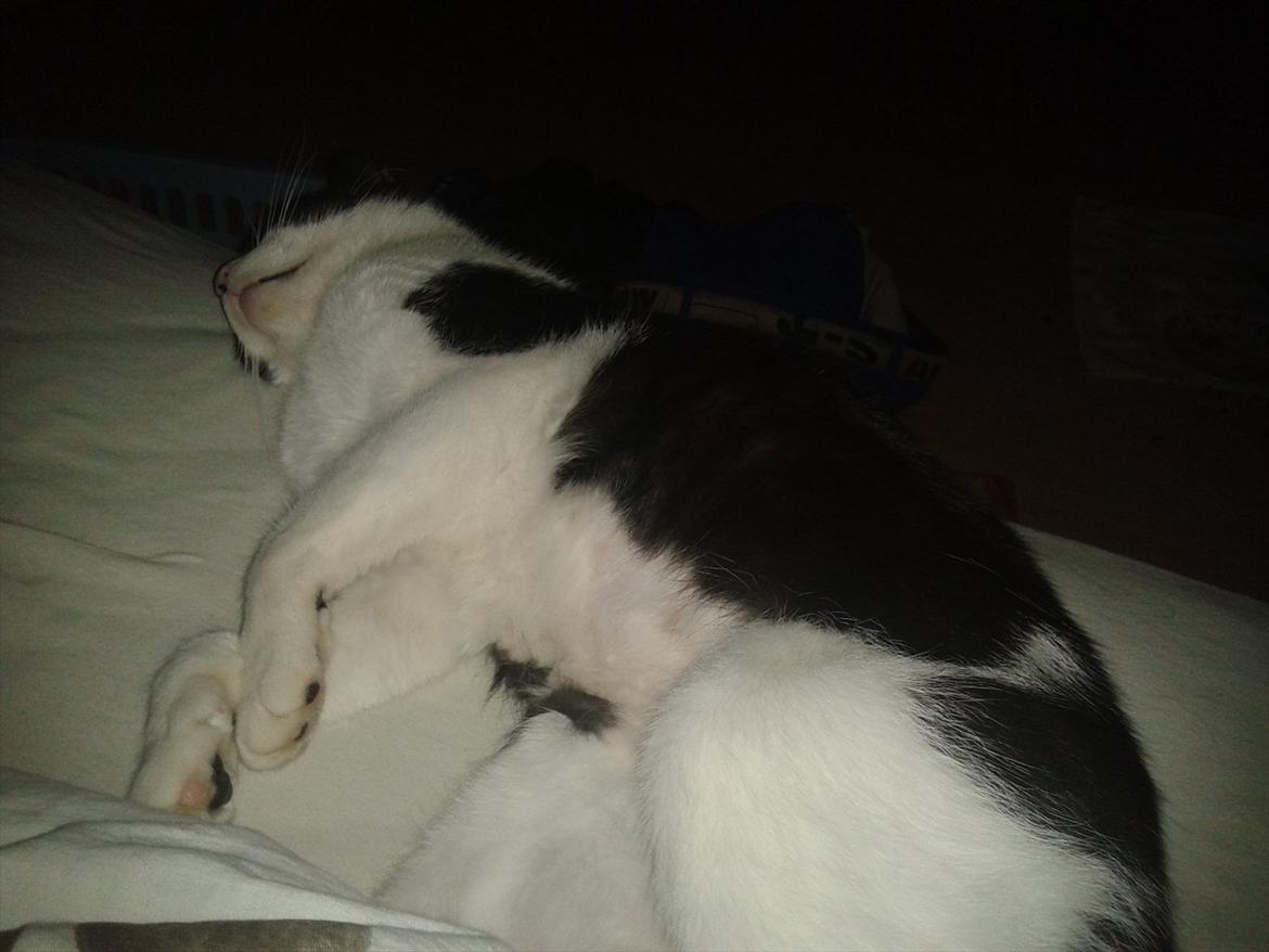 Huskat Batman billede 2