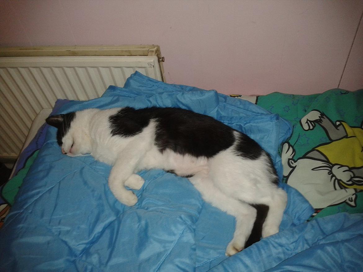 Huskat Batman billede 3