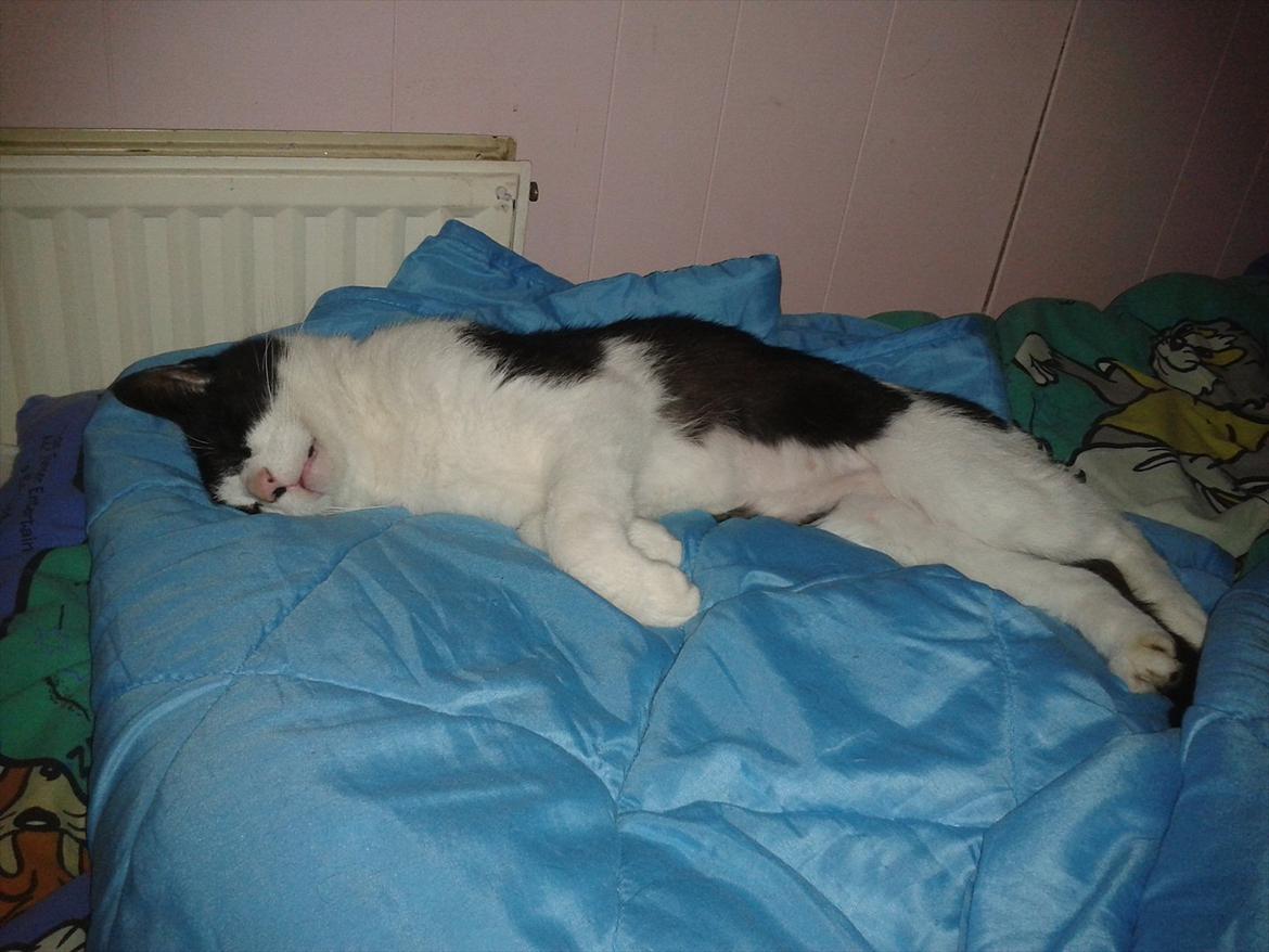 Huskat Batman billede 4