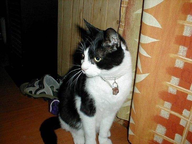 Huskat Batman billede 5