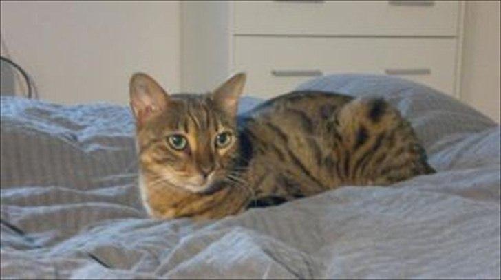 Bengal Jane billede 1