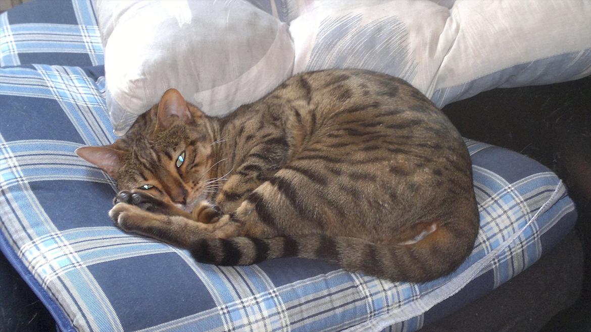 Bengal Jane billede 2