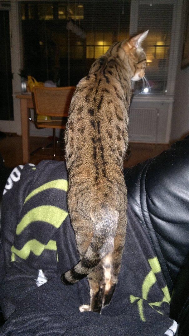 Bengal Jane billede 3
