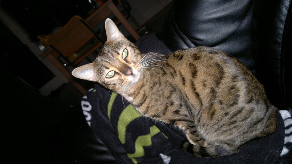 Bengal Jane billede 4
