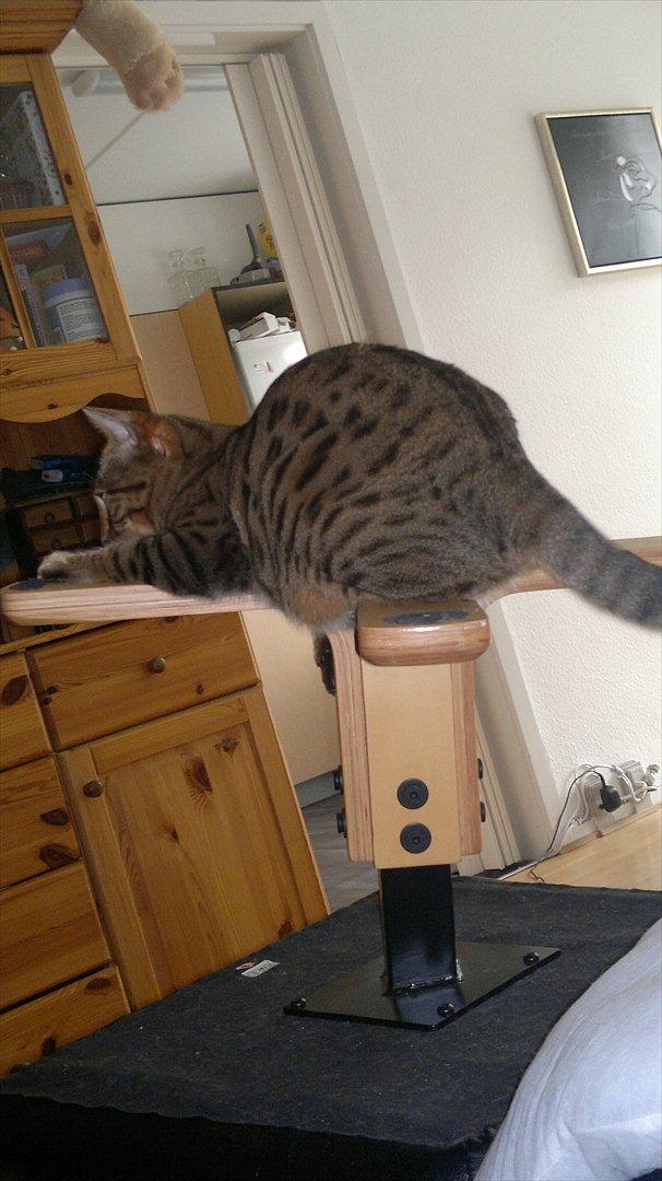 Bengal Jane billede 5