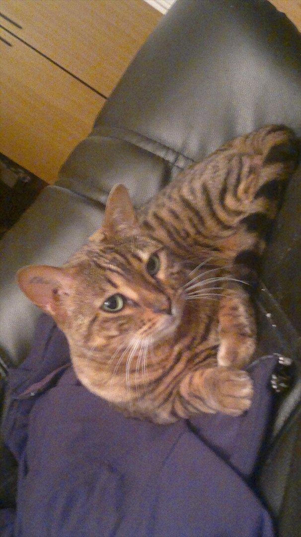 Bengal Jane billede 6