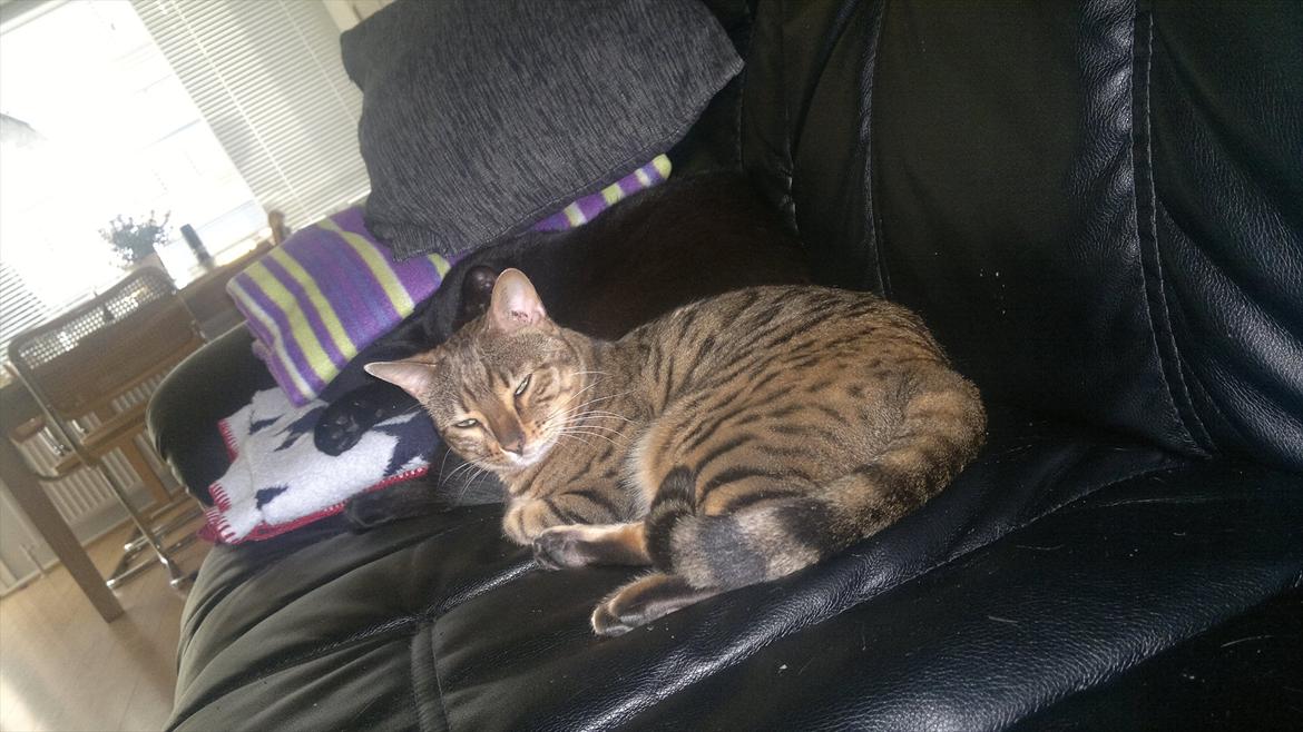 Bengal Jane billede 7
