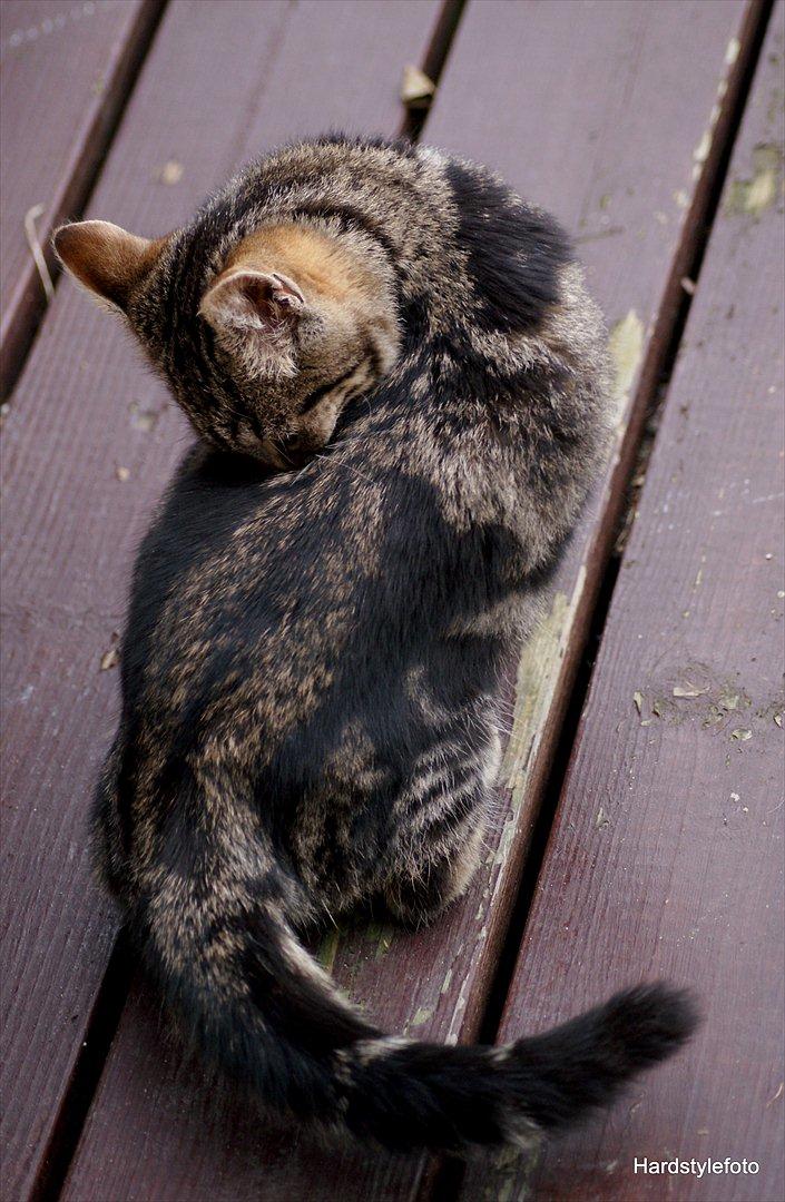 Huskat Bette (Himmelkat) - Bette med fartstriber på ryggen  billede 7